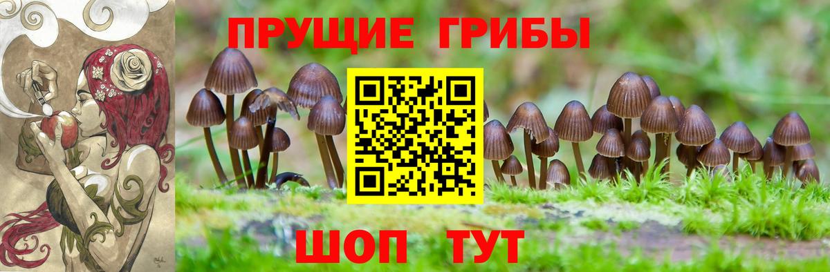 Галлюциногенные грибы Psilocybe Орехово-Зуево